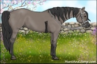 Horse Color:Grullo Rabicano 