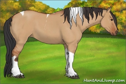 Horse Color:Bay Roan Dun Tobiano