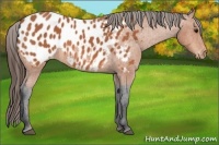 Horse Color:Bay Appaloosa 