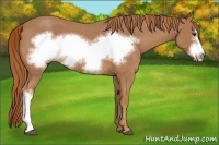 Horse Color:Red Roan Frame