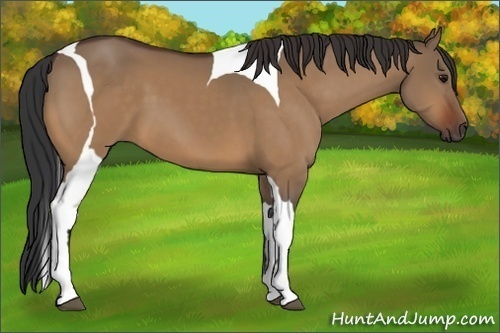 Horse Color:Bay Dun Tobiano 