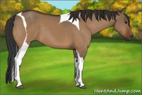 Horse Color:Bay Dun Tobiano 
