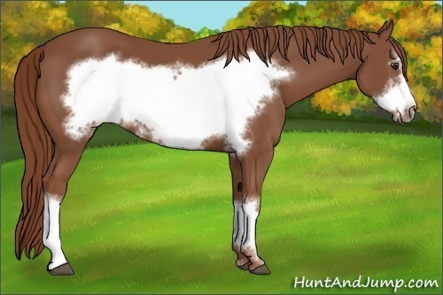 Horse Color:Chestnut Frame 