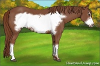 Horse Color:Chestnut Frame 