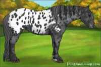 Horse Color:Black Appaloosa 