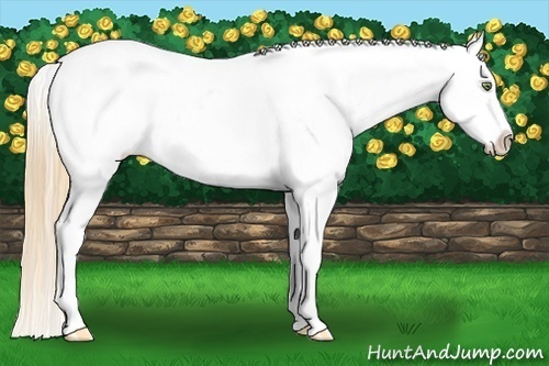 Horse Color:Gold Champagne Roan Dun Splash Tobiano Frame Varnish Rabicano 