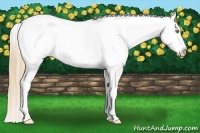 Horse Color:Gold Champagne Roan Dun Splash Tobiano Frame Varnish Rabicano