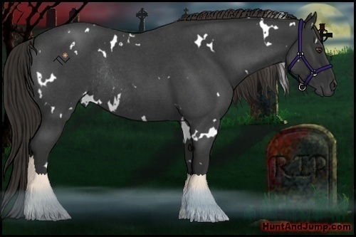 Horse Color:White Spotted Liver Red Roan Rabicano