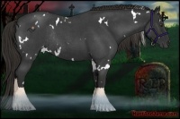 Horse Color:White Spotted Liver Red Roan Rabicano 