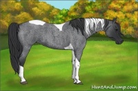 Horse Color:Blue Roan Tobiano 