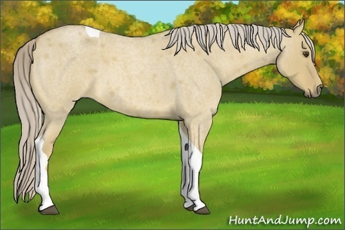 Horse Color:Palomino Roan Dun Tobiano
