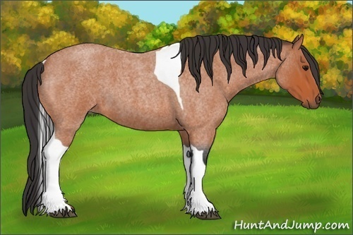 Horse Color:Bay Roan Tobiano