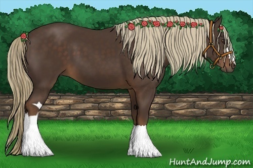 Horse Color:Liver Chestnut 