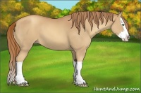 Horse Color:Gold Champagne Splash 
