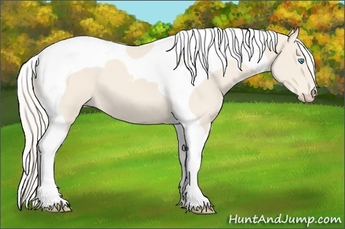 Horse Color:Cremello Tobiano