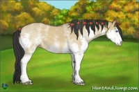 Horse Color:White Spotted Bay Dun Sabino Splash