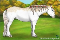 Horse Color:White Spotted Red Dun Splash Rabicano 