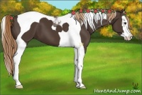 Horse Color:Liver Chestnut Splash Tobiano 