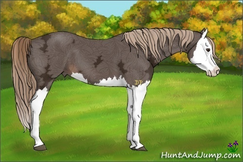 Horse Color:Liver Chestnut Ice Splash 