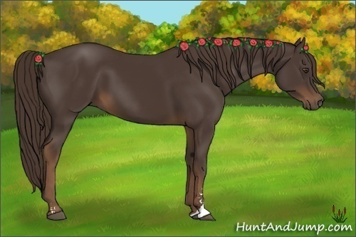 Horse Color:Liver Chestnut Sabino 