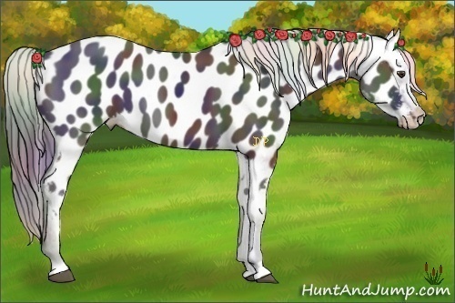 Horse Color:Nacre Liver Chestnut Near Leopard 