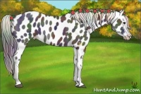 Horse Color:Nacre Liver Chestnut Near Leopard 