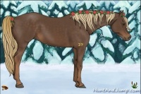 Horse Color:Liver Chestnut 