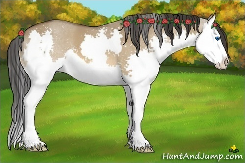 Horse Color:Bay Dun Splash 