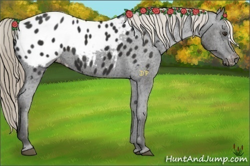 Horse Color:Liver Chestnut Appaloosa 