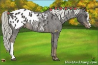 Horse Color:Liver Chestnut Appaloosa Rabicano 