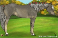 Horse Color:Chocolate Palomino Sabino Rabicano