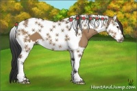 Horse Color:Bay Dun Splash Tobiano 