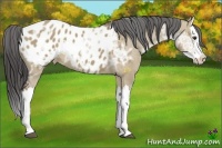 Horse Color:Liver Red Dun Ice Splash Appaloosa 