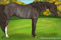 Horse Color:Liver Chestnut Rabicano 