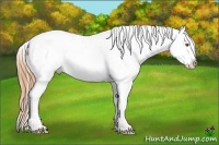 Horse Color:White Spotted Classic Cream Champagne Roan Dun Splash Appaloosa 