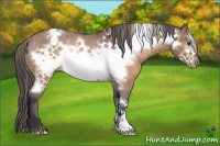 Horse Color:Brown Frame Appaloosa Rabicano