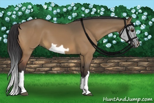 Horse Color:Bay Dun Splash Frame