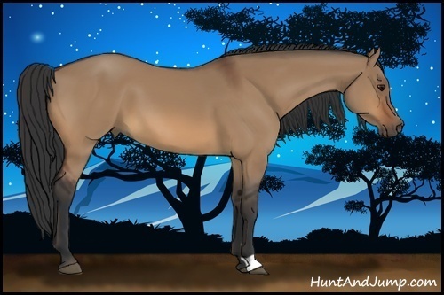Horse Color:Bay Dun 