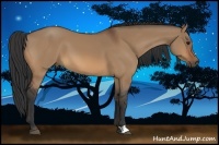 Horse Color:Bay Dun