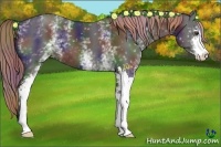 Horse Color:Nacre White Spotted Liver Chestnut Sabino 