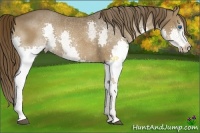 Horse Color:Liver Chestnut Splash