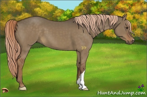 Horse Color:Liver Red Dun