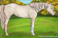 Horse Color:Chocolate Palomino Pearl 
