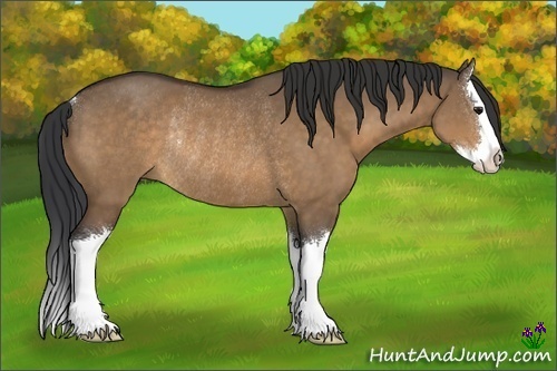 Horse Color:Bay Dun Sabino Splash Rabicano 
