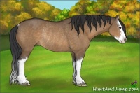 Horse Color:Bay Dun Sabino Splash Rabicano