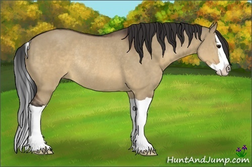 Horse Color:Brown Dun Splash Rabicano