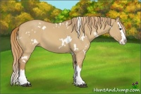 Horse Color:White Spotted Red Dun Splash 
