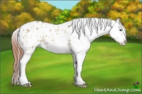 Horse Color:White Spotted Bay Dun Splash Appaloosa