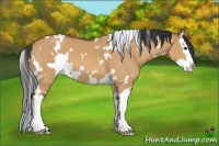 Horse Color:White Spotted Bay Dun Splash 