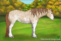 Horse Color:White Spotted Red Dun 